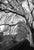 Paul Cooklin, Treeline, River Tiber, Rome, Edition of 50 For Sale - Image 7 of 7