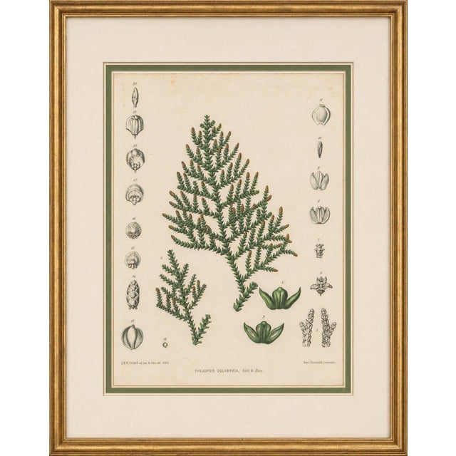 Black After Siebold & Zuccarini, Botanical Illustration of Thuopsis Dolabrata, 1856, Print For Sale - Image 8 of 9
