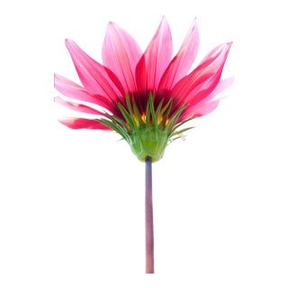 Fine Art Photograph - "Botanical 33" For Sale