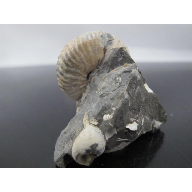 Genuine Fossil Shell Ammonite South Dakota Fox Hills Formation Scaphite For Sale In Portland, OR - Image 6 of 6