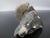 Genuine Fossil Shell Ammonite South Dakota Fox Hills Formation Scaphite For Sale In Portland, OR - Image 6 of 6