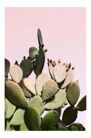 Large Pink Cactus Print - Desert Succulent - Unframed
