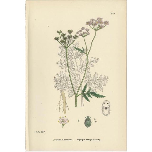 Black Sowerby, British Hedge-Parsley, Hand-Colored Engravings, 1902, Set of 2 For Sale - Image 8 of 10
