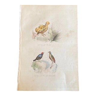French Antique 18th Century Bird Engraving Hand Colored Signed Artwork For Sale