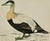 Antique Hand Tinted Bird Print From England Featuring a Brown, Black & White Eider Duck - Circa 1888 For Sale - Image 9 of 10
