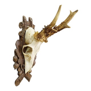 Black Forest Vintage Roe Deer Trophy on Carved Plaque 1940s For Sale