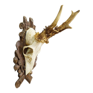 Black Forest Vintage Roe Deer Trophy on Carved Plaque 1940s