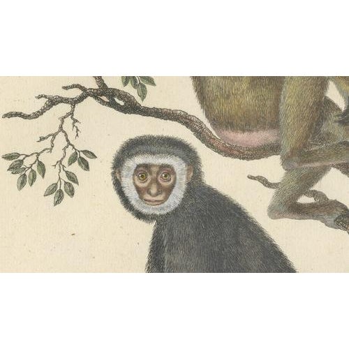 Paper Karl Joseph Brodtmann, Gibbons & Monkeys, 1816, Lithograph For Sale - Image 7 of 10