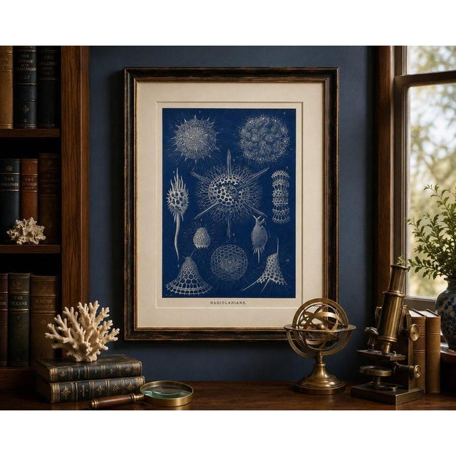 Black Richard Lydekker, Radiolarians, 1896, Color Process Print For Sale - Image 8 of 9