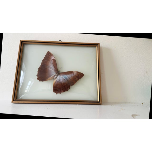 Mid-Century Modern Vintage 1970s Framed Morpho Butterfly Specimens, Pair For Sale - Image 3 of 12