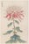 Japanese Chrysanthemum by Hasegawa, Vintage Botanical Art Print, 20" X 30" For Sale