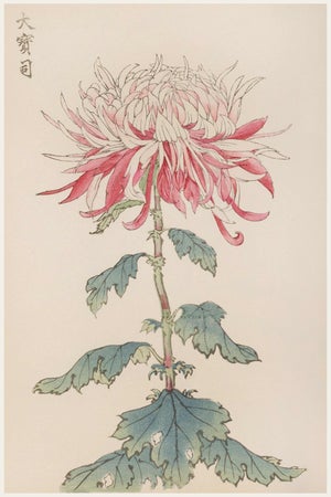 Japanese Chrysanthemum by Hasegawa, Vintage Botanical Art Print, 20" X 30"