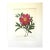 Vintage Pierre-Josephe Redouté Print in 14x18 Mat - Garden Peony For Sale