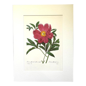 Vintage Pierre-Josephe Redouté Print in 14x18 Mat - Garden Peony
