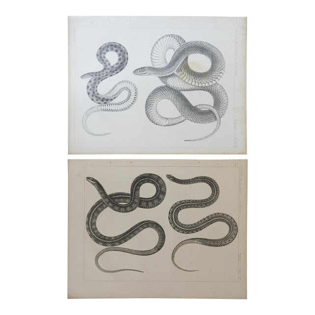 Mid 19th Century Us Pacifc Railroad Snakes Lithograph Book Plate - A Pair For Sale