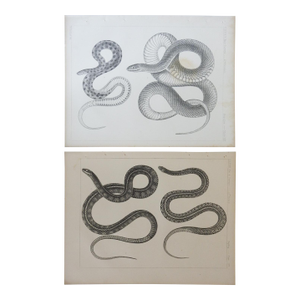 Mid 19th Century Us Pacifc Railroad Snakes Lithograph Book Plate - A Pair