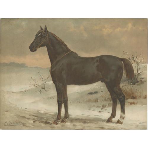 O. Eerelman, Russian Half-Blood Horse, 1898, Chromolithograph For Sale