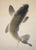 "Leaping Carp", Early Showa Era Japanese Silk Scroll Painting For Sale - Image 10 of 18