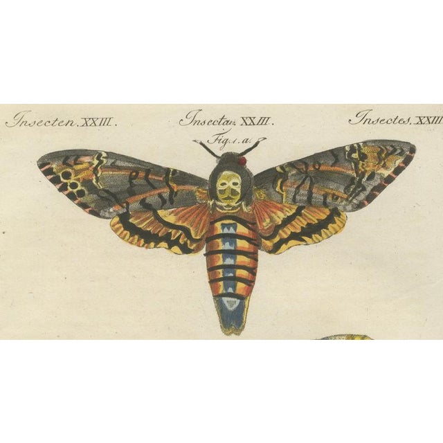 Bertuch, Hawk Moth Life Cycle, 1810, Engravings, Set of 2 For Sale - Image 4 of 14
