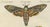 Bertuch, Hawk Moth Life Cycle, 1810, Engravings, Set of 2 For Sale - Image 4 of 14