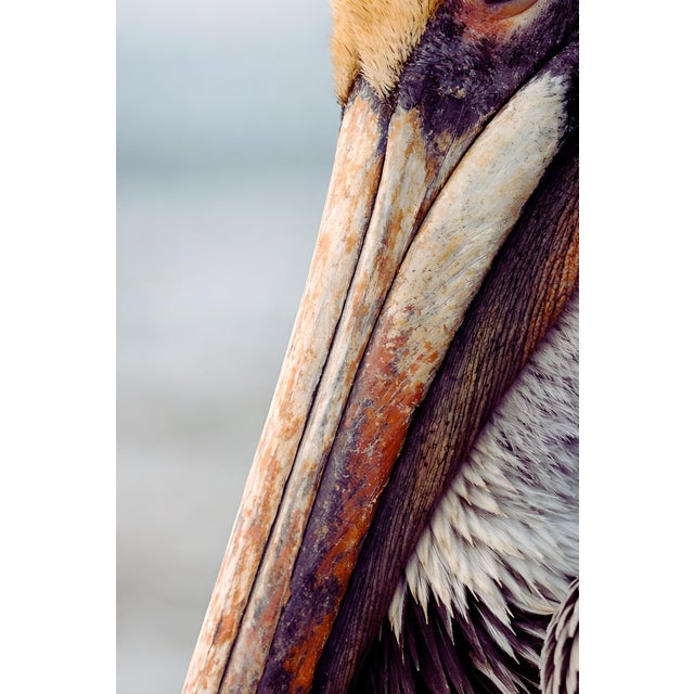 Pelican Portrait Close-Up, Coastal Wildlife Art Print, 24″ × 36″ For Sale - Image 4 of 8