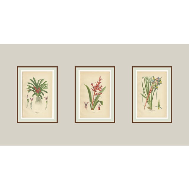 Late 19th Century Edward Step, Orchid & Bromeliad: Karatas, Aechmea, Billbergia, 1897, Chromolithographs, 1897, Set of 3 For Sale - Image 5 of 10