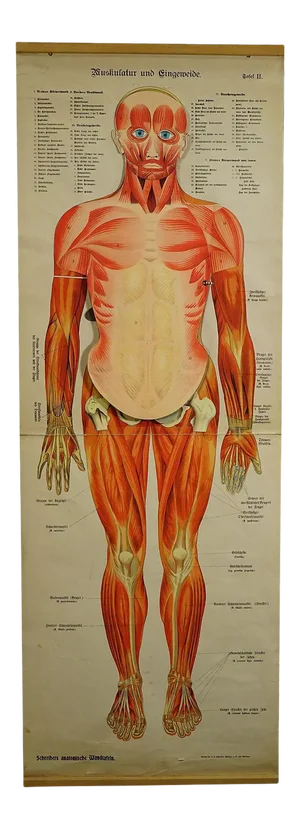 Antique Foldable Anatomical Wall Chart Depicting Human Musculature