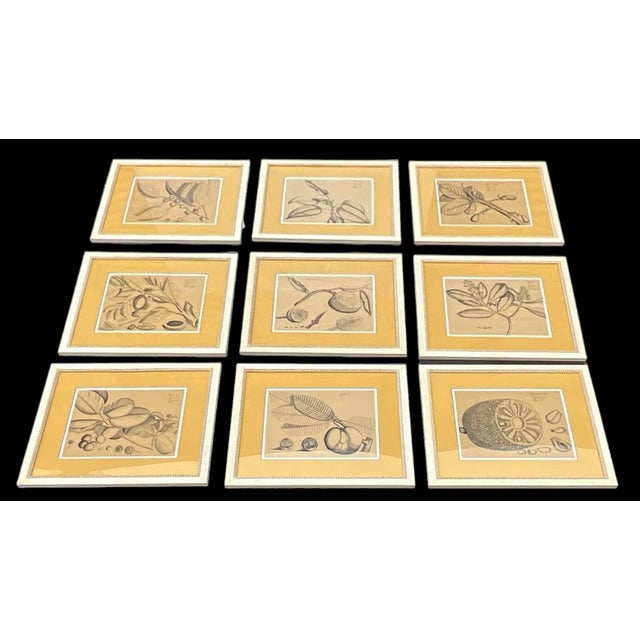 1990s Large Scale British Colonial Style Framed Tropical Fruit / Botanicals -S/9 For Sale - Image 5 of 12