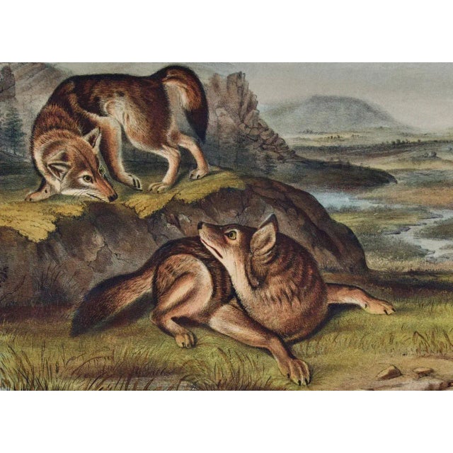 Realism Audubon Prairie Wolf: An Original Audubon 19th Century Hand-Colored Lithograph, 1849-1854 For Sale - Image 3 of 4