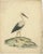 Title: "The Elegance of the White Stork" : This exquisite hand-colored copperplate engraving, hailing from the late 18th...