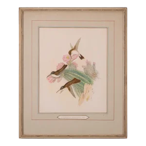 John Gould - Cyanomyia Violiceps, or Violet-Crowned Hummingbird, Pl.285