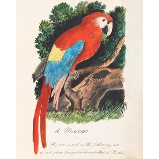 Antique Reproduction Naturalist Macaw Parrot (Red) For Sale