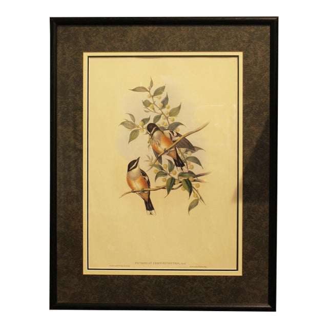 1970s English Framed Reproduction of Gould's Buff Sided Robin Lithograph For Sale