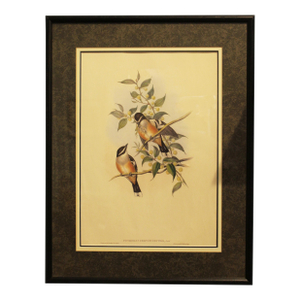 1970s English Framed Reproduction of Gould's Buff Sided Robin Lithograph