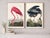 A curated pairing of two iconic ornithological studies from Birds of America (1827) by John James Audubon, featuring the...