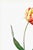 Illustration Didier's Tulip by Redouté, Vintage Botanical Art Print, 32" X 48" For Sale - Image 3 of 11