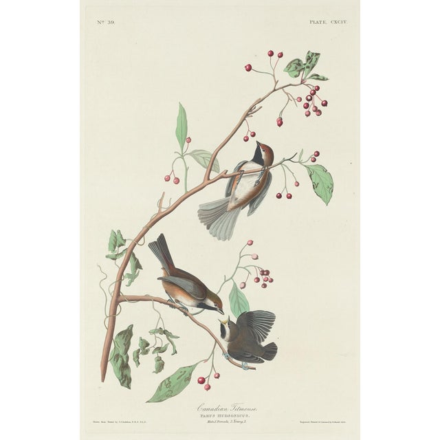 John James Audubon Vintage John James Audubon Reproduction Prints —Grouse, Shrike, Finch, Titmouse, Wren, Falcon, Crossbill and Warbler - Collection of 4 For Sale - Image 4 of 9