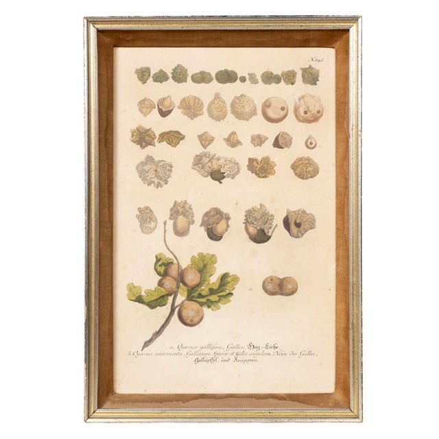 Traditional Set of Eight Framed Botanicals by J. Wilhelm Weinmann For Sale - Image 3 of 17