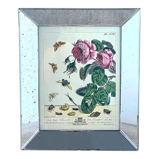Vintage Reproduction Moses Harris 1778 Natural History Print, Butterflies and Roses, Framed For Sale