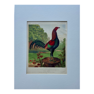 Black Breasted Wild Game Cock Original Chromolithograph Print, 1890