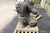 19th Century 20th Century Foosball Dogs by Louis Guingot, 1890s, Set of 2 For Sale - Image 5 of 11
