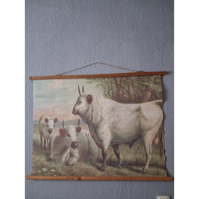 Chillingham Cattle Family Chart For Sale - Image 4 of 5