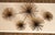 High Quality Vintage Wall-Hanging Steel Sculpture of Sea Urchin Group by Curtis Jere (American, 20th C.)