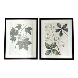 Vintage Botanical Prints, Framed For Sale