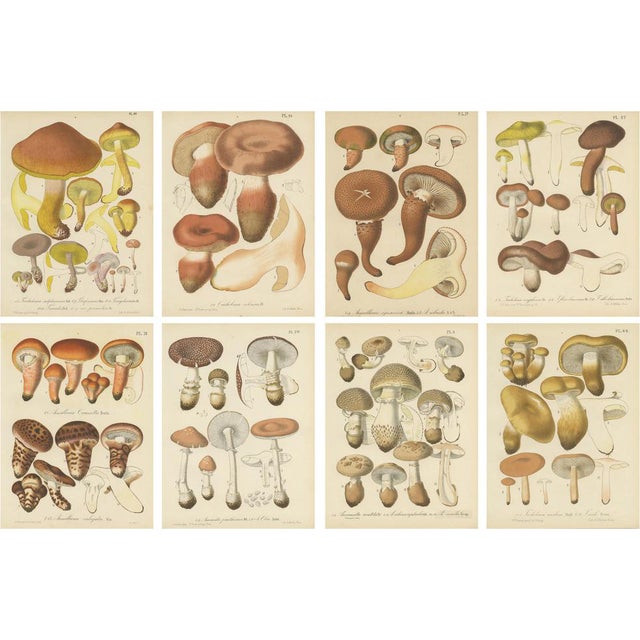 Barla, Mycology Illustrations of Various Fungi, 1890, Prints, Set of 8 For Sale
