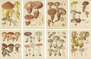 Barla, Mycology Illustrations of Various Fungi, 1890, Prints, Set of 8