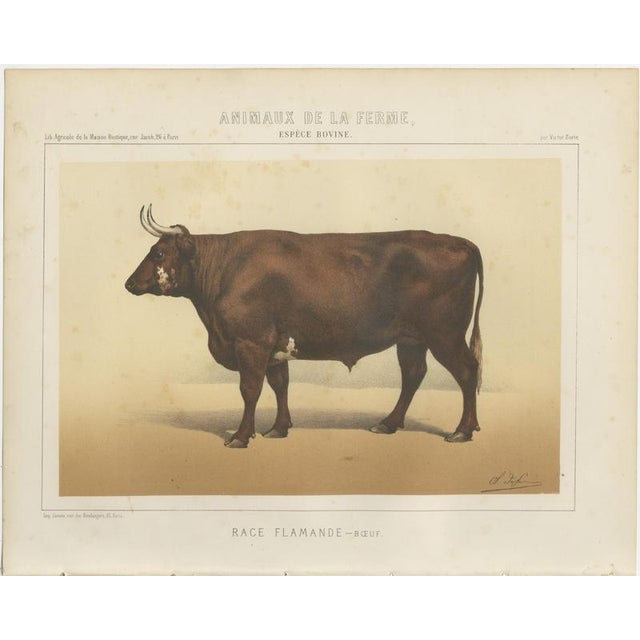 Borie, Flemish Ox, French Cattle Breed, 1863, Chromolithograph For Sale - Image 3 of 9