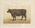 Borie, Flemish Ox, French Cattle Breed, 1863, Chromolithograph For Sale - Image 3 of 9