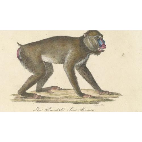 Karl Joseph Brodtmann, Mandrill & Baboon, 1816, Lithograph For Sale - Image 4 of 9