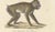 Karl Joseph Brodtmann, Mandrill & Baboon, 1816, Lithograph For Sale - Image 4 of 9